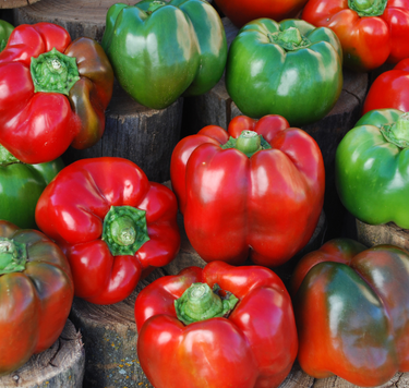 Bull Nose Bell Pepper Seeds